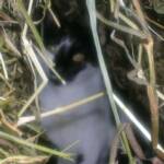 Mouser (The Cat) in the hay.