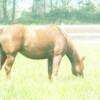 Gypsy eating grass at Rocky Road Ranch.