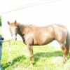 Amy Showing Gypsy off.