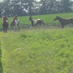 Some of the horses at Rocky Road Ranch.