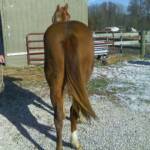  Jim Conley standing with Fancy. She will be 2 in April 2009.