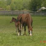 Gypsy and Harmony a couple of days after Harmony was born.