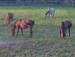 Horses out in the pasture 2008.