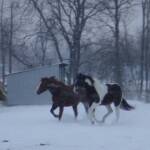 Gypsy and Minnie running in the snow.