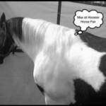 Max in the stall at Hoosier Horse Fair 2008.