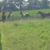 Some of the horses at Rocky Road Ranch.